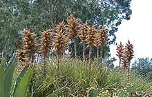 Puya chilensis.