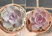 Diferencia de color entre Echeveria 'Perle von Nürnberg' (izquierda) y Echeveria 'Purple Pearl' (derecha)