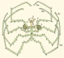 Pycnogonida (A: Céfalon; B: Tórax; C: Abdomen)