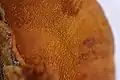 Pycnoporus sanguineus, detalle de poros en macrofotografía.