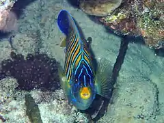 Vista frontal de P. diacanthus en Tonga