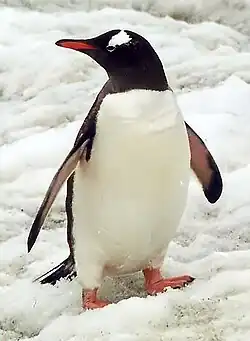 Pingüino de la región polar sur.