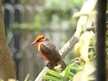 Pyrocephalus obscurus obscurus en Lima