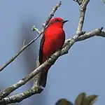 Pyrocephalus rubinus Vermilion Flycatcher