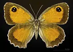 Pyronia cecilia ♀