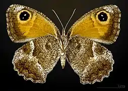 Pyronia cecilia  ♀ △