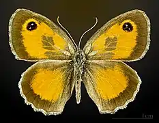 Pyronia cecilia ♂