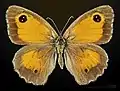 ♀ vista dorsal