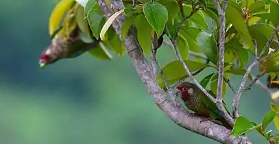 Perico carato de Azuero