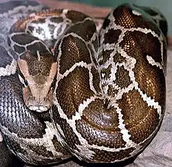 Pitón india (Python molurus, especie amenazada)