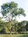 Quebracho colorado (Schinopsis balansae). Árbol del bosque climáxico chaqueño. Fue base de la industria taninera a principios del siglo XX.