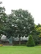 Quercus bicolor.