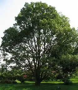 Quercus myrsinifolia