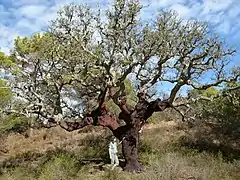 El alcornoque es un árbol común en la región de São Marcos da Serra