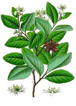 Quillaja saponaria Molina