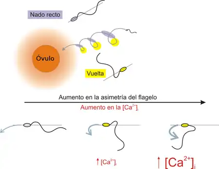 Figura 1. Modelo de la Quimiotaxis en espermatozoides marinos