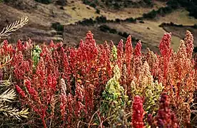 Chenopodium quinoaQuinua