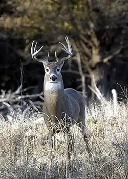 Venado cola blanca