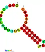 CRISPR-DR5:  Estructura secundaria tomada de la base de datos Rfam Familia   RF011318.