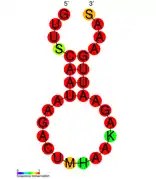 CRISPR-DR6:  Estructura secundaria tomada de la base de datos Rfam Familia   RF01319.