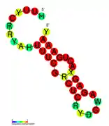 CRISPR-DR19:  Estructura secundaria tomada de la base de datos Rfam Familia  RF01332.