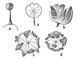 Barbeyella minutissima (Echinosteliida)