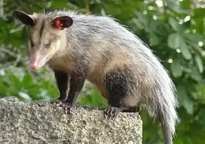 Didelphis marsupialis