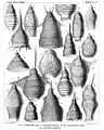 Variedad de Nassellaria (Haeckel 1887)