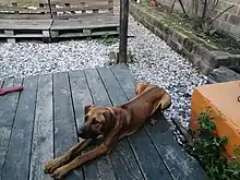 Perro macho con cuatro meses de edad.