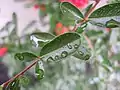 Hojas de Pyracantha