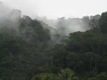 Parque Nacional Piedras BlancasUbicado al oeste de la ciudad de Golfito, protege el último resquicio de bosque lluvioso del sector de Golfito y la cuenca del río Esquinas, el cual es navegable. Este parque posee una gran diversidad de fauna, con especies como jaguar, tepezcuintle, guatusas, saínos (Pecari tajacu) y tigrillos caucel (Leopardus wiedii).