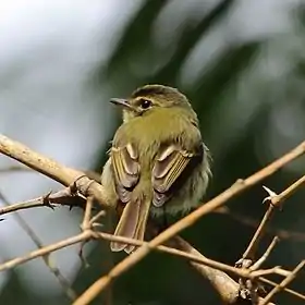 Picoplano o picochato cabezón en Parque Estadual Intervales - SP - Brasil