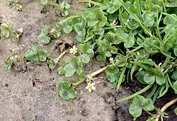 Ranunculus hederaceus