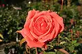 'Coral Dawn' Boerner 1952'New Dawn' × no revelado
