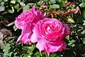 'Aloha', Boerner 1949'Mercedes Gallart' × 'New Dawn'