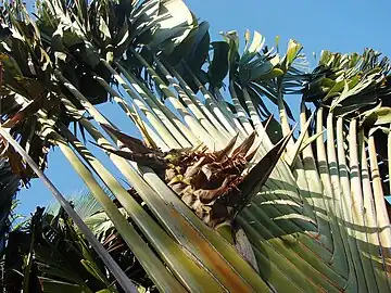 Inflorescencia. Phenakospermum.