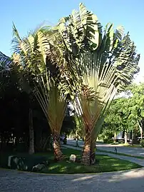 El platanillo, Phenakospermum. La inflorescencia debería ser terminal, a diferencia de Ravenala que tiene inflorescencia lateral.