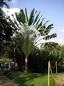 Árbol del viajero (Strelitziaceae)