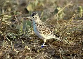 Alondra de Raso (Alauda razae), especie en peligro crítico de extinción.