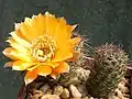 Rebutia einsteinii