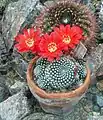 Rebutia krainziana