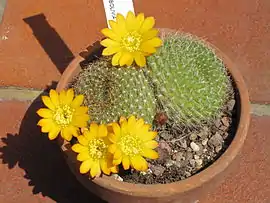 Rebutia marsoneri