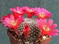 Rebutia wessneriana