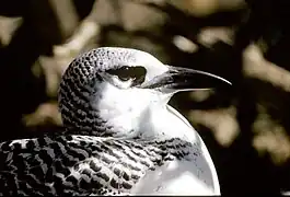 Ave del trópico de cola roja o rabijunco colirrojo