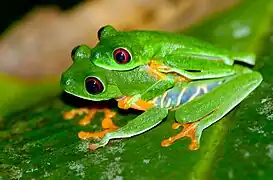 Agalychnis callidryas