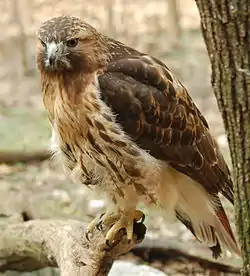 Buteo jamaicensis