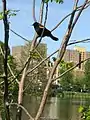 Mirlo de alas rojas en un árbol a Harlem Meer