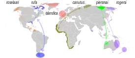 Distribución y rutas migratorias de las seis subespecies de C. canutus