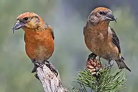 Piquituerto común en el bosque nacional de Deschutes