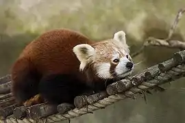 panda rojo